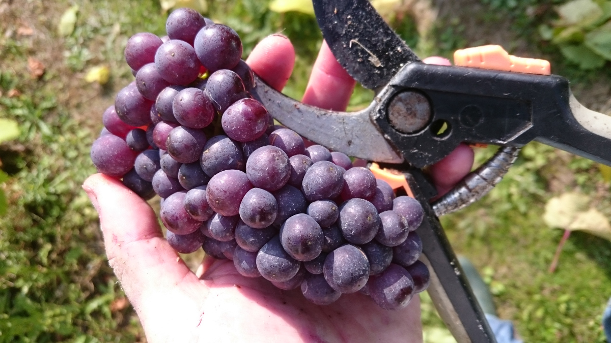 Grape picking in an English vineyard with Dedham Vale Glass Of Bubbly